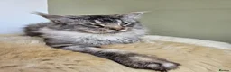 Maine Coon cats for sale: Stunning Maine Coon kittens  - Advert 8