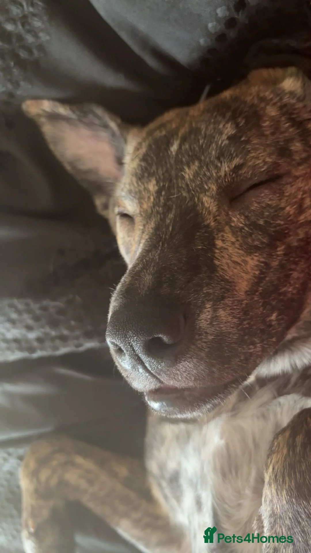 Mixed Breed dogs for sale: Rosie  in Hartlepool - Advert 2