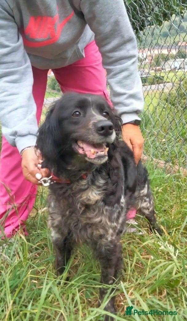 Brittany Spaniel dogs Roma 10 year old Brittany  - Advert 1