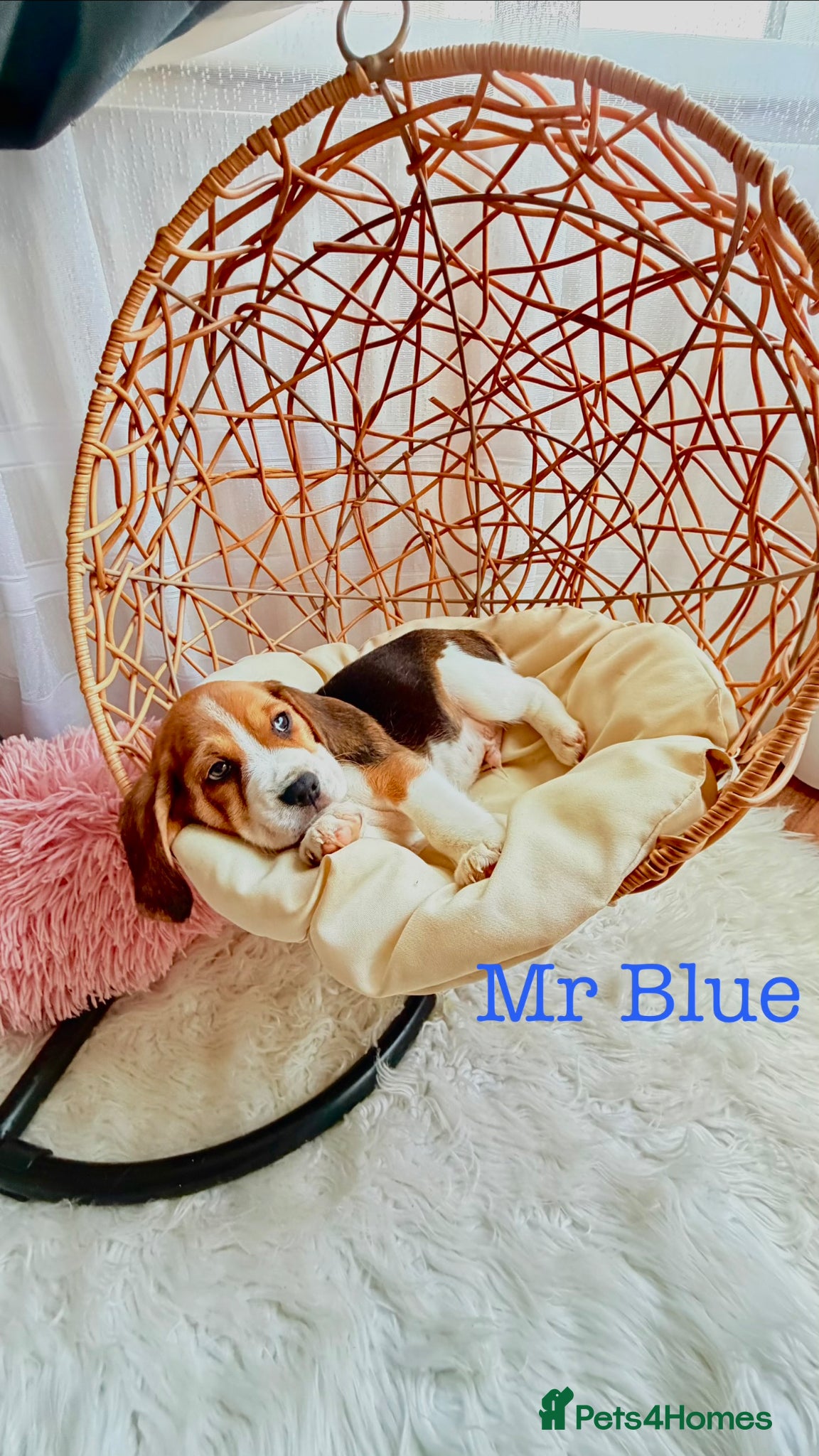 Beagle dogs 💞BEAUTIFUL BEAGLE PUPPIES 💞 - Advert 1
