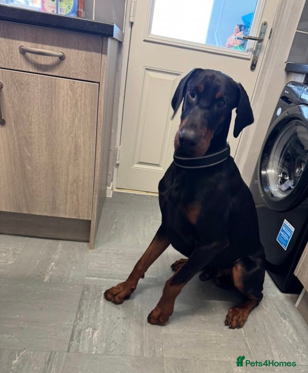 Dobermann dogs for sale: Friendly Family Doberman - Advert 1