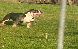 Olde English Bulldogge dogs for sale: Olde English Bulldogge Puppies  - Image 22
