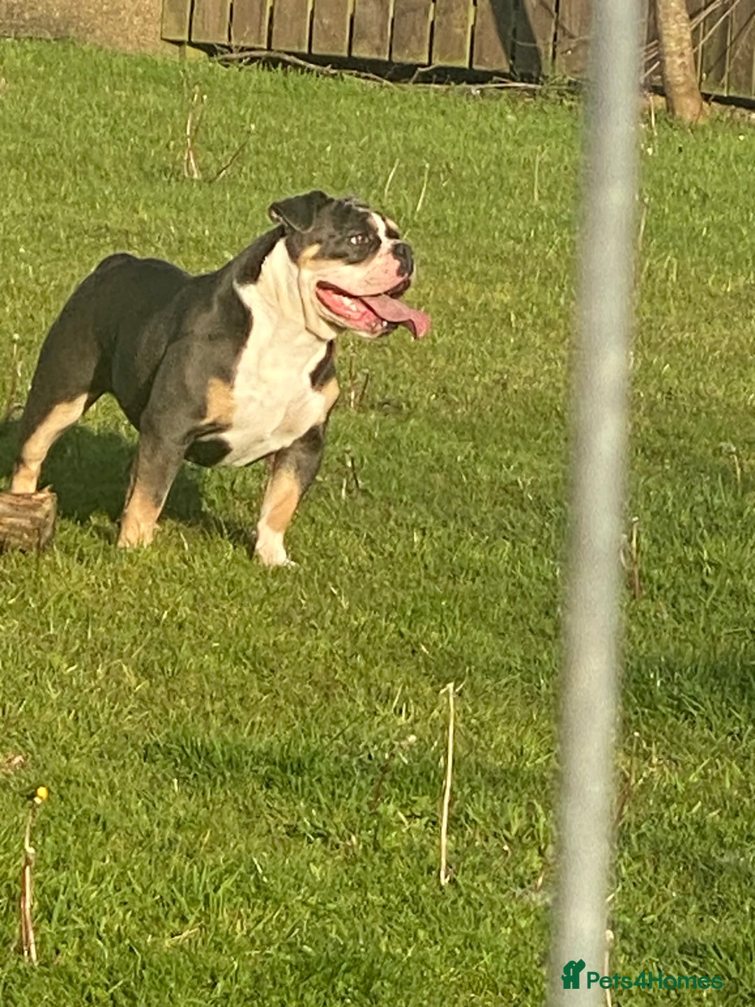 Olde English Bulldogge dogs for sale: Olde English Bulldogge Puppies  - Image 22