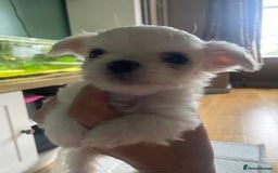 Chihuahua dogs for sale: Two white Chihuahua puppies  - Image 12