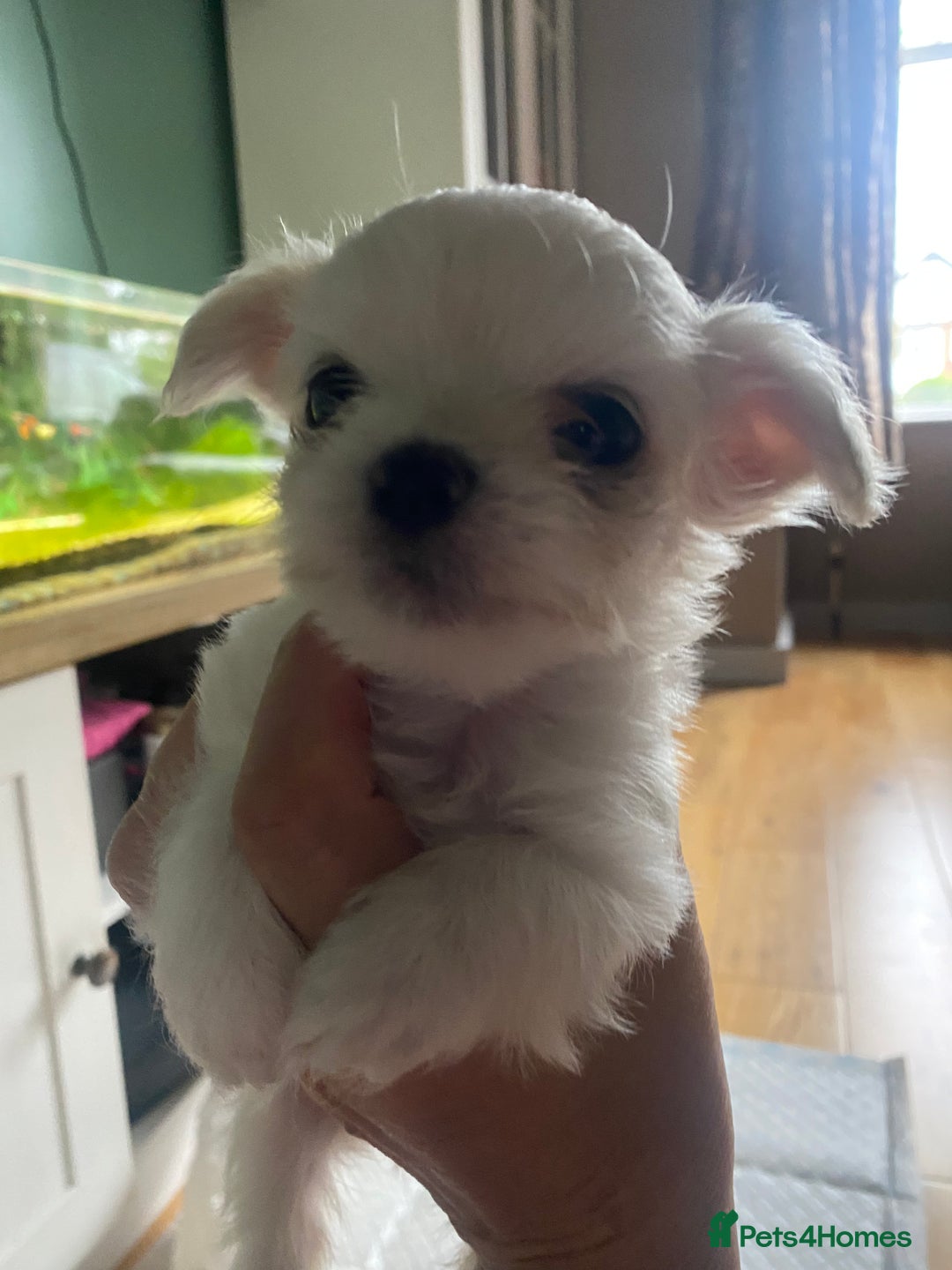 Chihuahua dogs for sale: Two white Chihuahua puppies  - Image 12