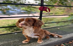 Cocker Spaniel dogs for sale: **No longer available** Gorgeous Cocker Spaniel - Image 1