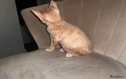 Domestic Shorthair cats for sale: Beige / Cream Marbled Kitten - Image 3