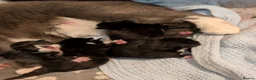 Mixed Breed cats for sale:  beautiful tuxedo kittens Ready now - Advert 9