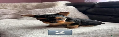 Yorkshire Terrier Puppy 2