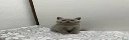 British Shorthair cats for sale: Gccf Chocolate & lilac British shorthair kittens  - Advert 8