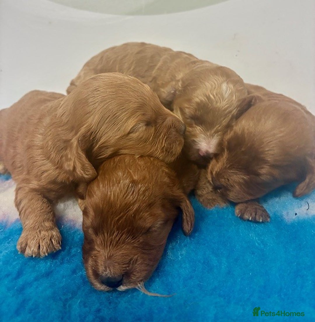 Cockapoo dogs for sale: 🌟 Beautiful F1 Cockapoo puppies 🌟 - Advert 9
