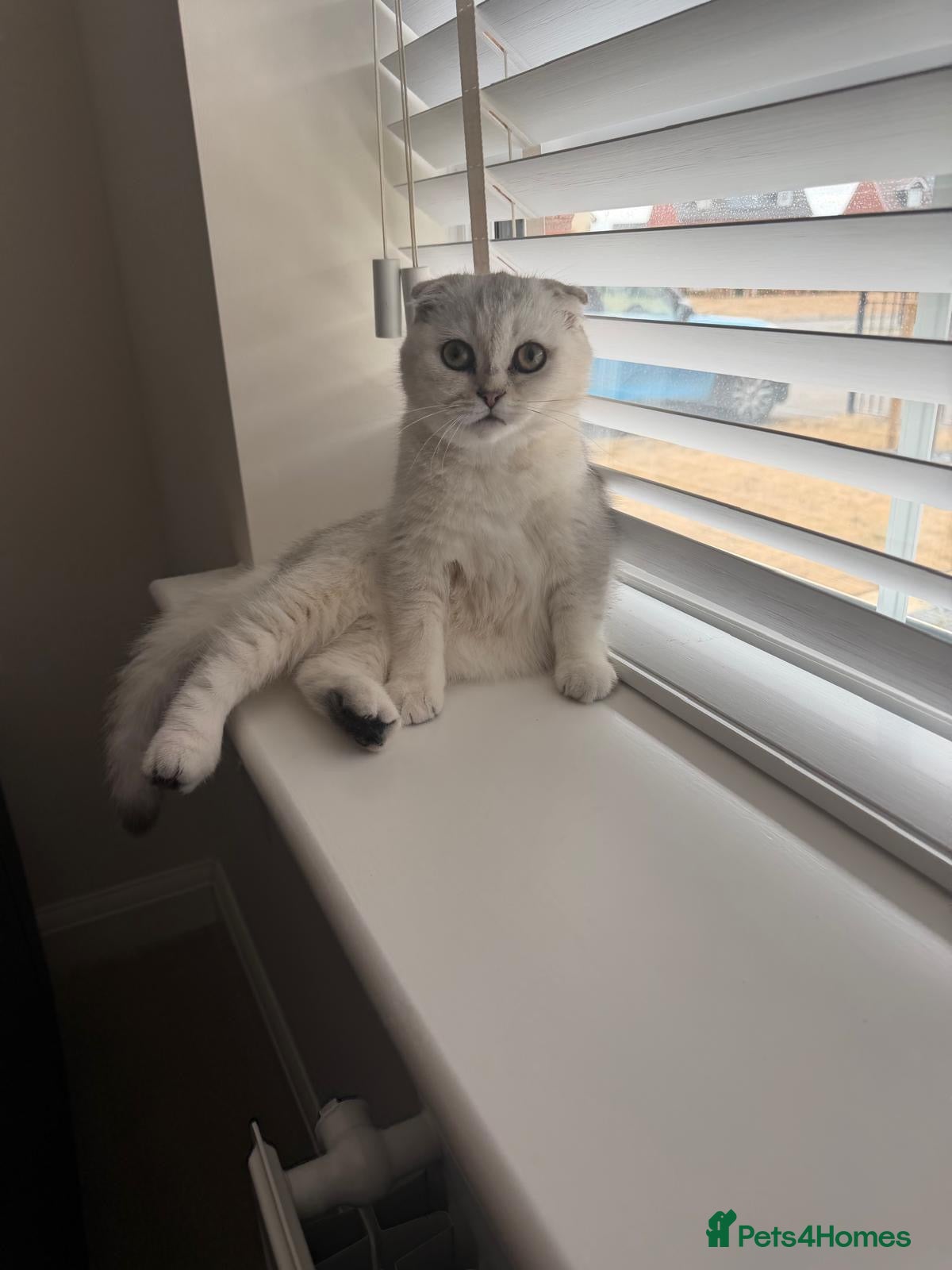 Scottish Fold cats Scottish Fold girl - Advert 4