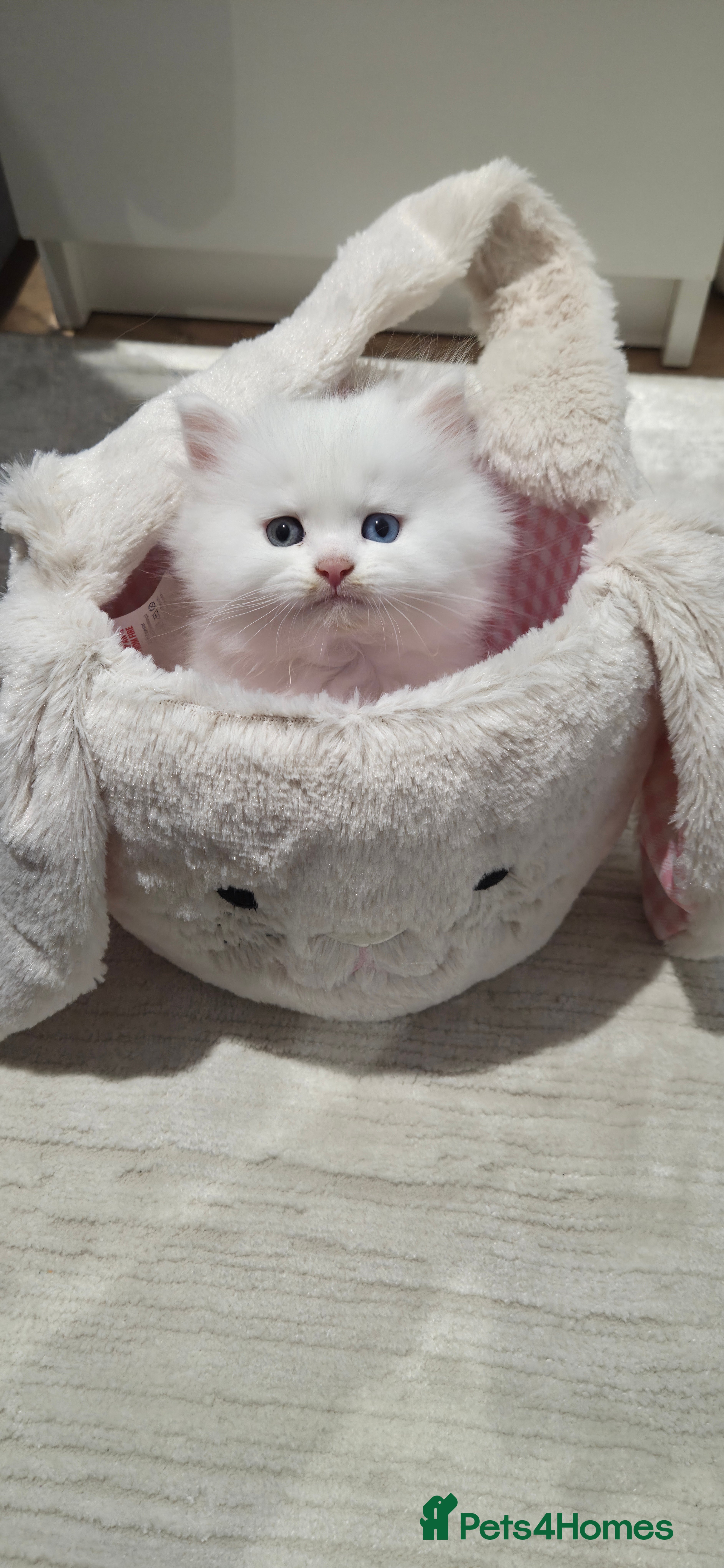 Persian cats Only 1 girl available Persian kitten - Advert 14