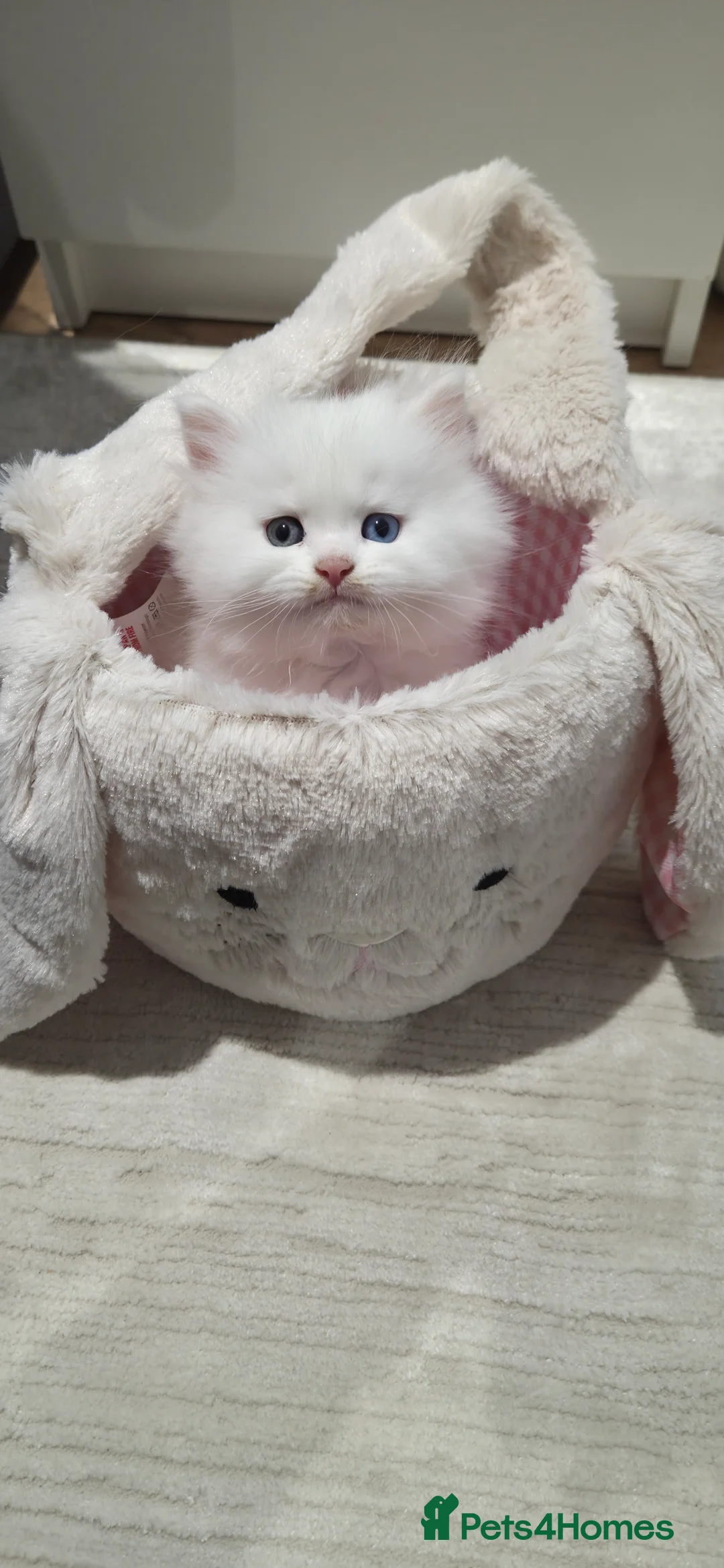 Persian cats for sale: Ready for new home Persian kittens - Advert 18