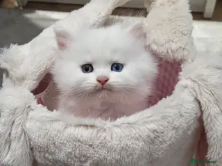 Persian cats Only 1 girl available Persian kitten - Advert 14