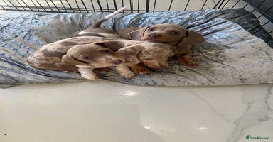 Miniature Dachshund dogs - Advert 4