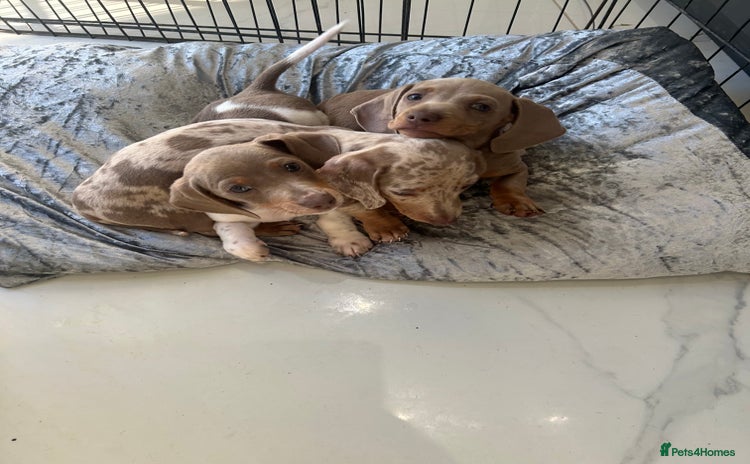 Miniature Dachshund dogs - Advert 3