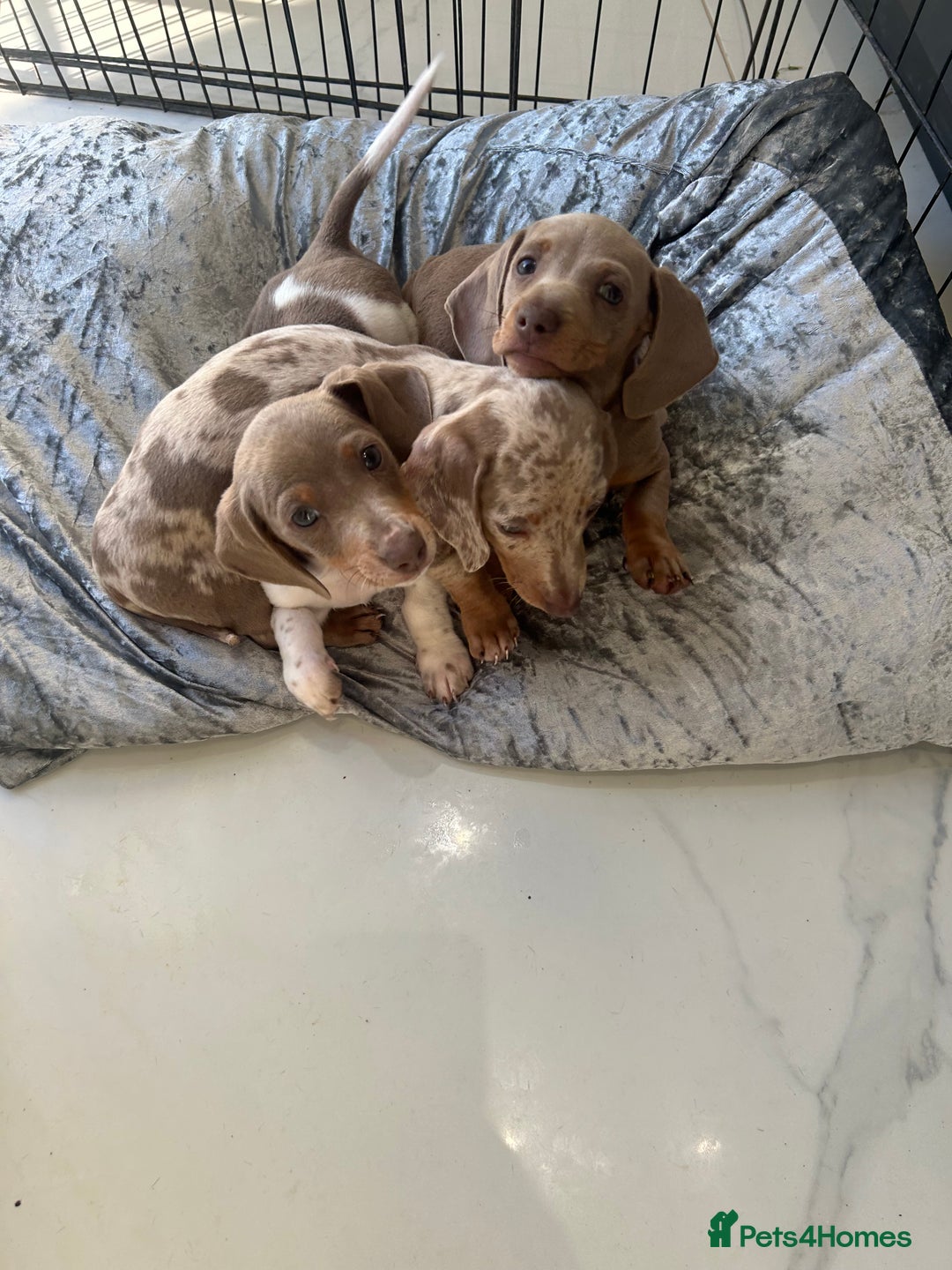 Miniature Dachshund dogs for sale: 1 BOY LEFT - Image 2