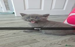 British Shorthair cats for sale: British blue shorthair - Image 5