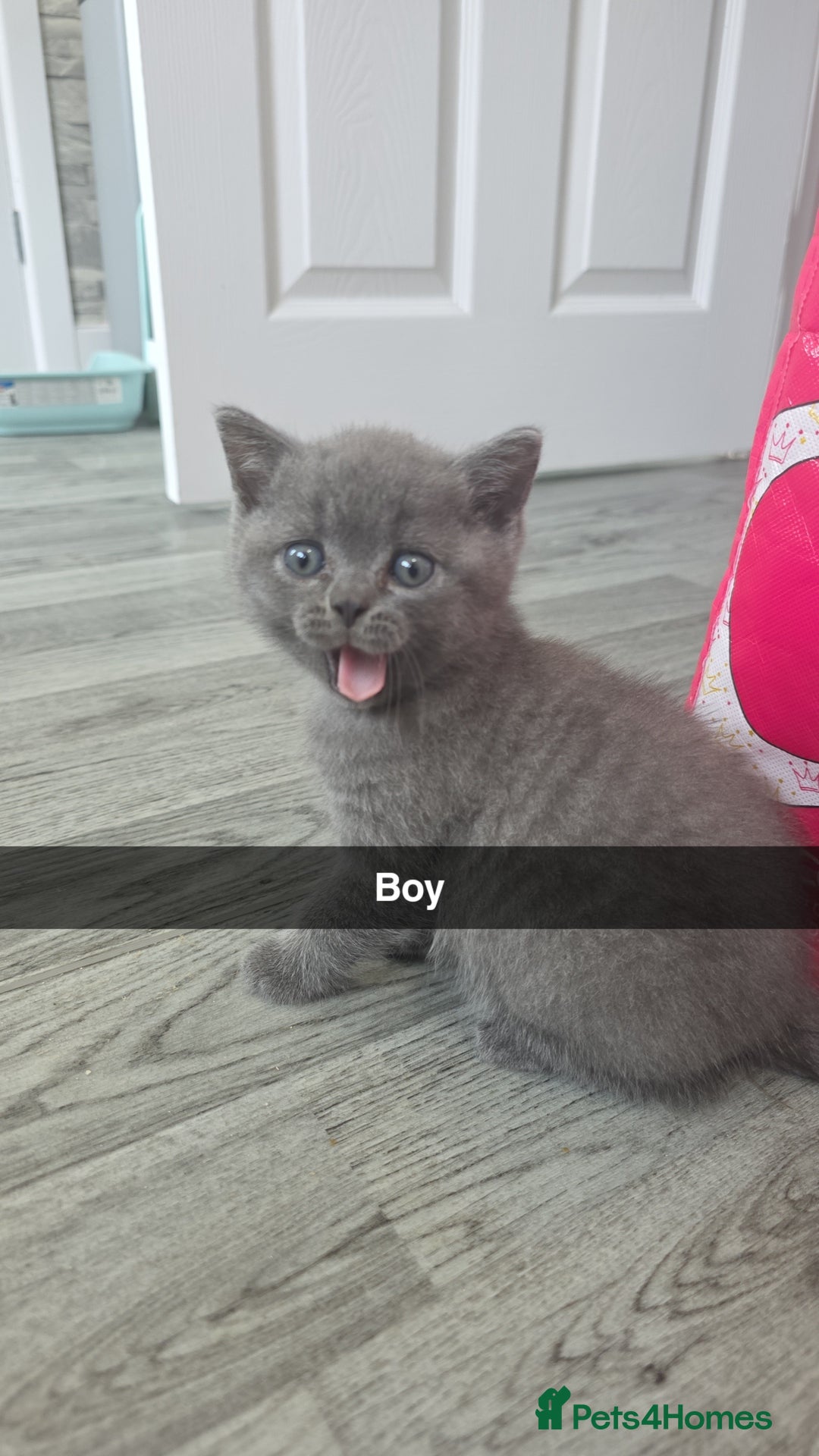 British Shorthair cats for sale: British blue shorthair - Image 5