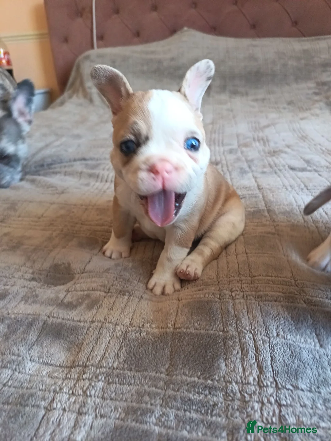 French Bulldog dogs for sale: Lovely French bulldogs for sale in Romford - Advert 5