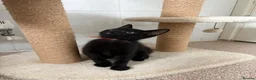 Mixed Breed cats for sale: Kittens looking for new homes - Advert 8