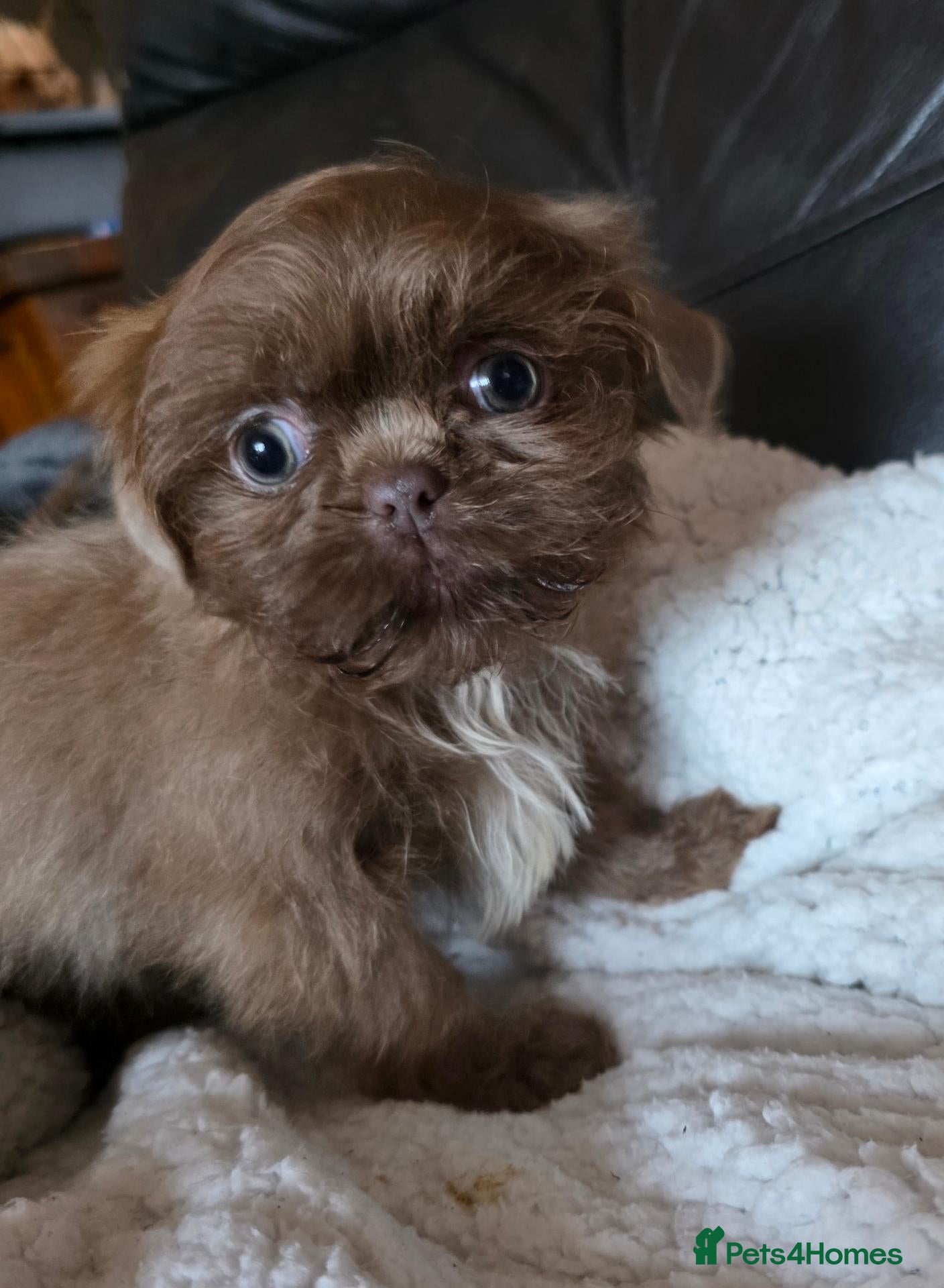 Shih Tzu dogs Amazing imperial shih tzu puppies ready now - Advert 1