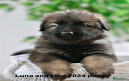 German Shepherd dogs for sale: KC registered 5 generation long coated GSD puppies - Image 12