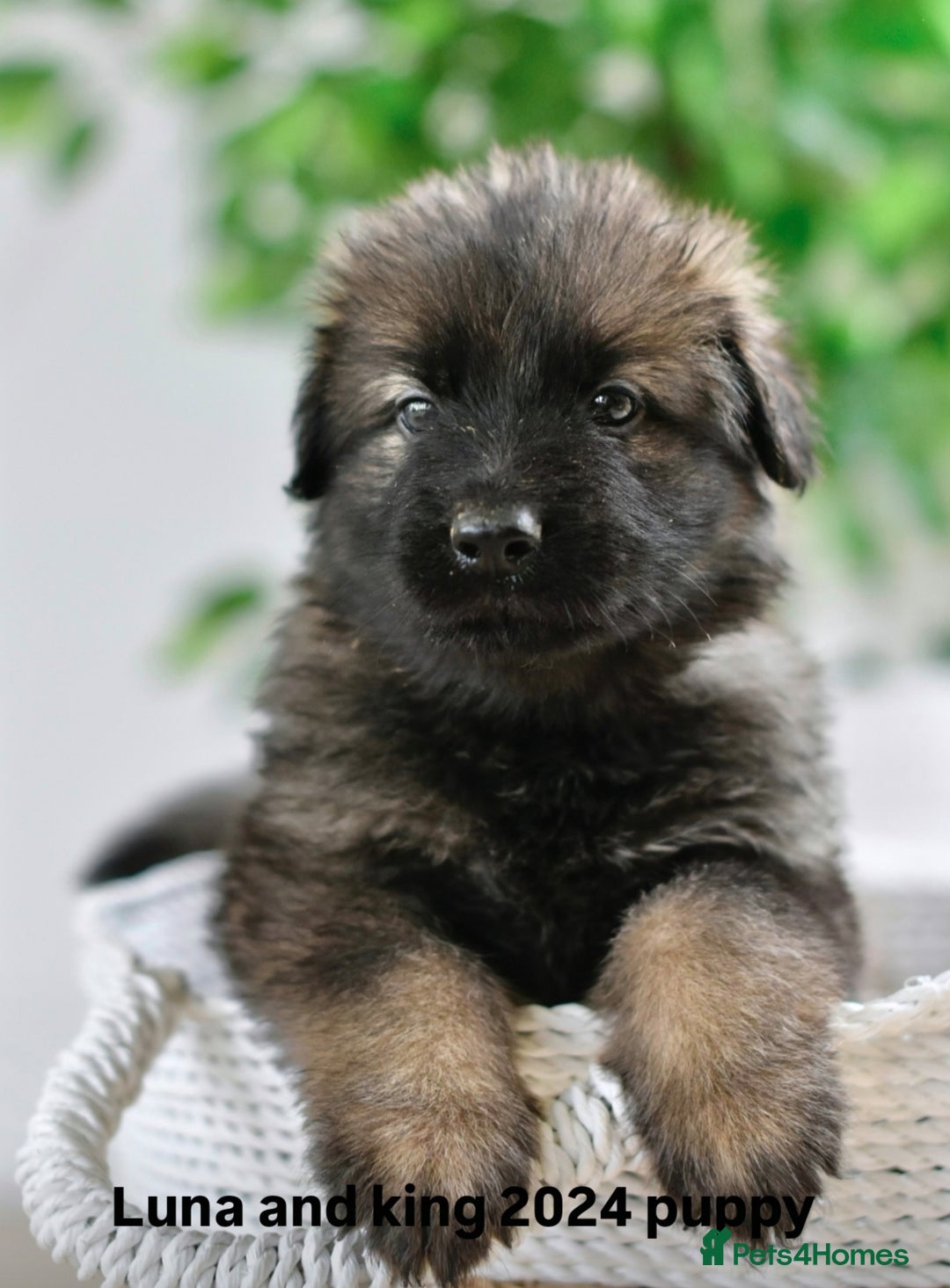 German Shepherd dogs for sale: KC registered 5 generation long coated GSD puppies - Image 12