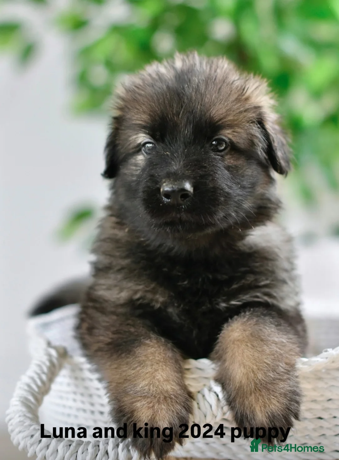 German Shepherd dogs for sale: KC registered 5 generation long coated GSD puppies - Advert 17