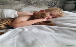 Bengal cats for sale: Mother and daughter bengal for rehoming  - Image 10