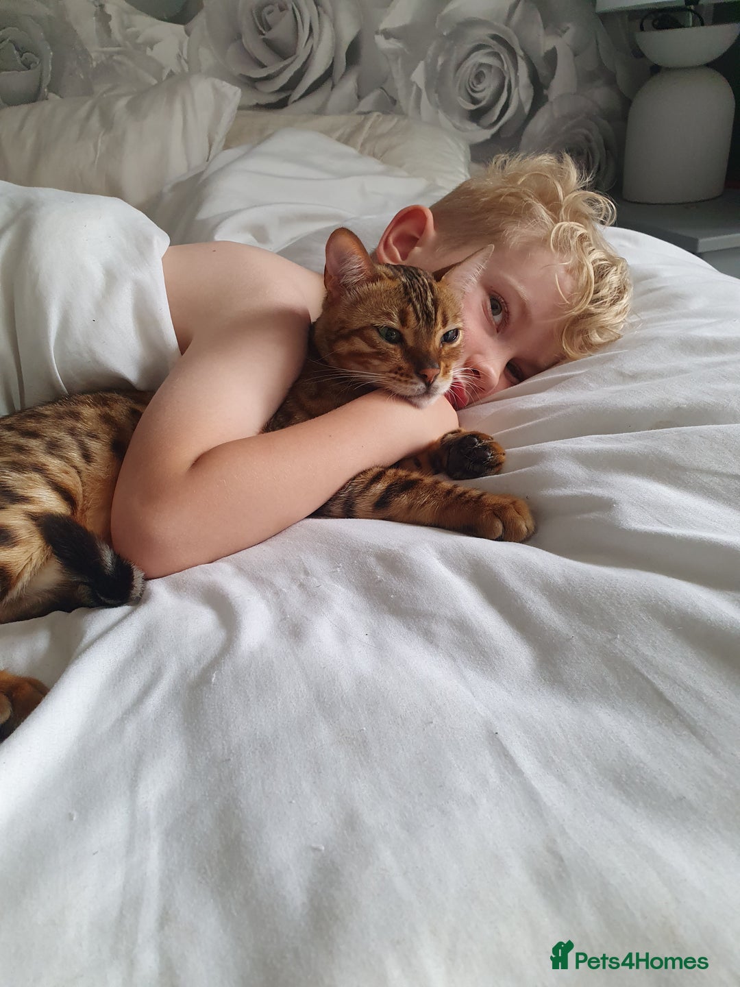 Bengal cats for sale: Mother and daughter bengal for rehoming  - Image 10