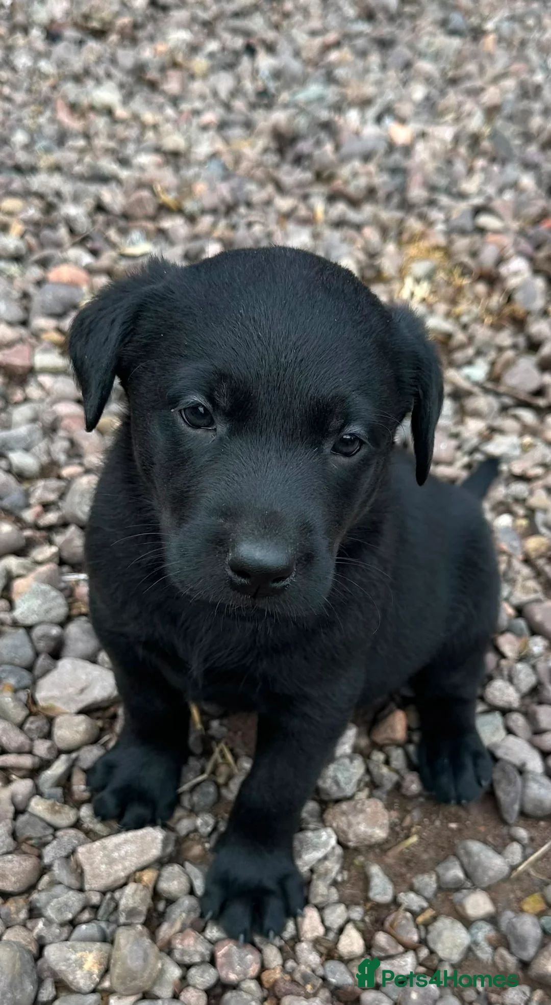 Labrador Retriever dogs for sale: Premium Labrador Puppies – Black and Charcoal - Advert 1