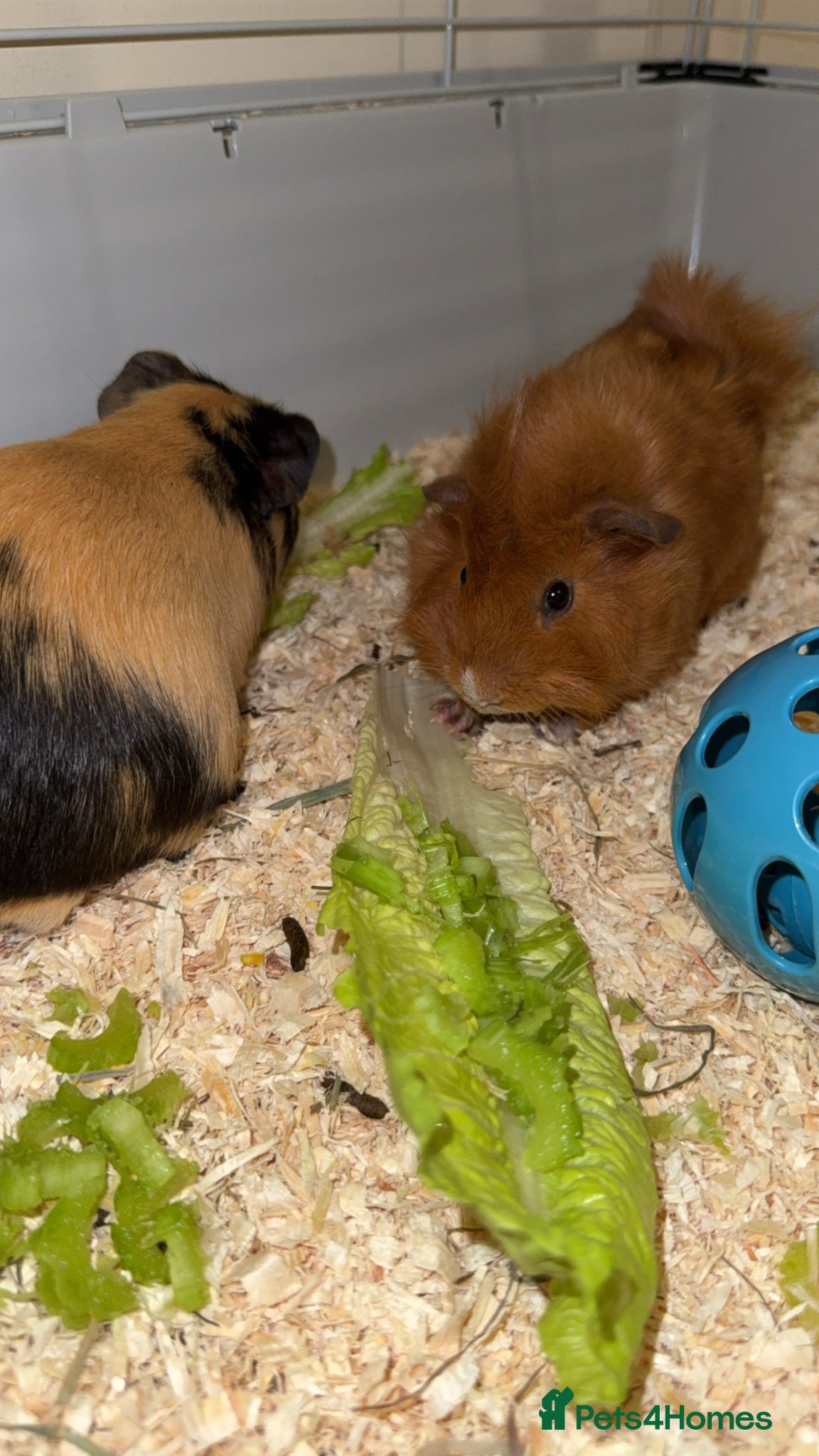 Guinea Pig rodents Guinea pigs for sale 2 males  - Advert 1