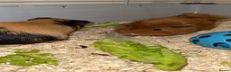 Guinea Pig rodents for sale: Guinea pigs for sale 2 males  in London - Advert 1