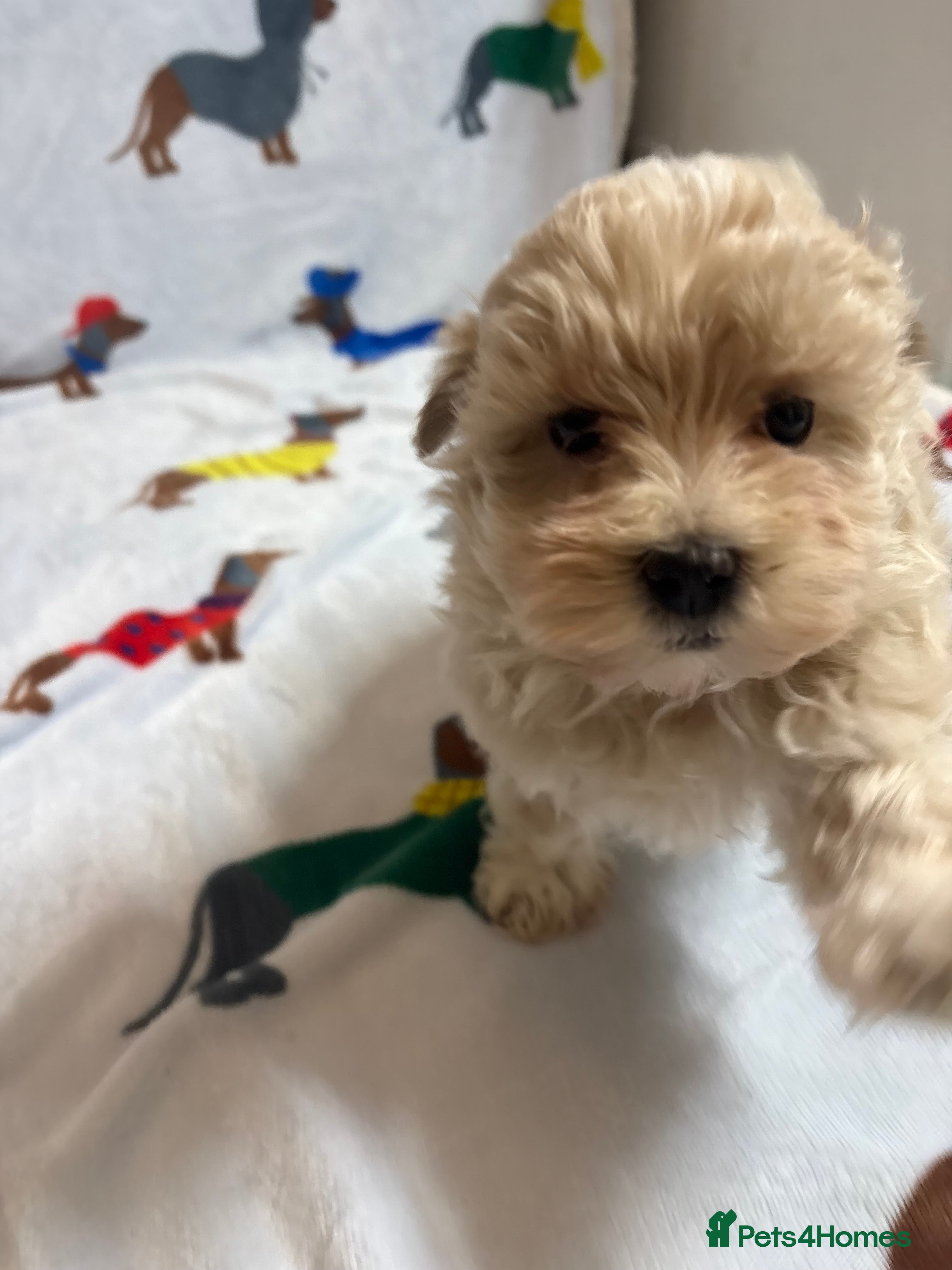 Maltipoo dogs 🤩1 stunning f1 Maltipoo 🤩 - Advert 7