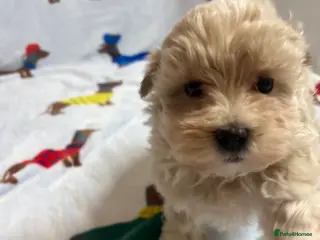 Maltipoo dogs 🤩1 stunning f1 Maltipoo 🤩 - Advert 6