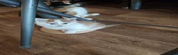 Mixed Breed cats for sale: 3 beautiful kittens  - Advert 16