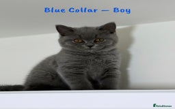 British Shorthair cats for sale: 🐾 Champion Line Blue BSH Kittens GCCF Active 🐾  - Image 14