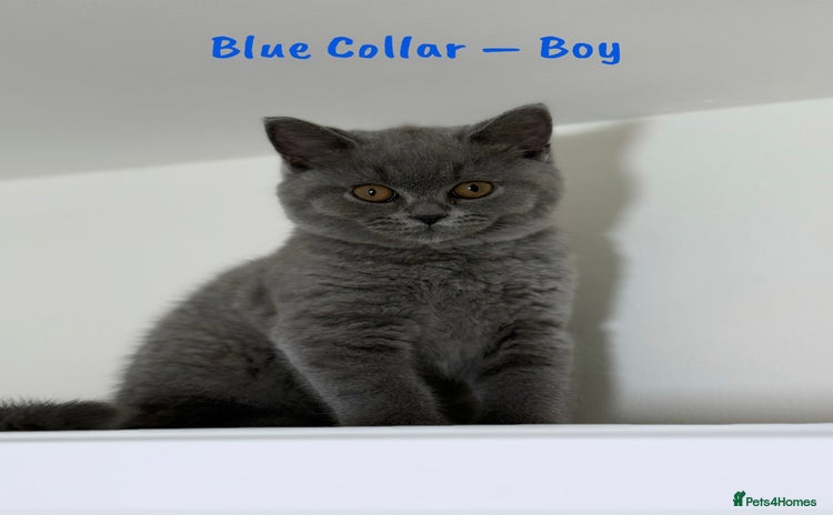British Shorthair cats - Advert 7