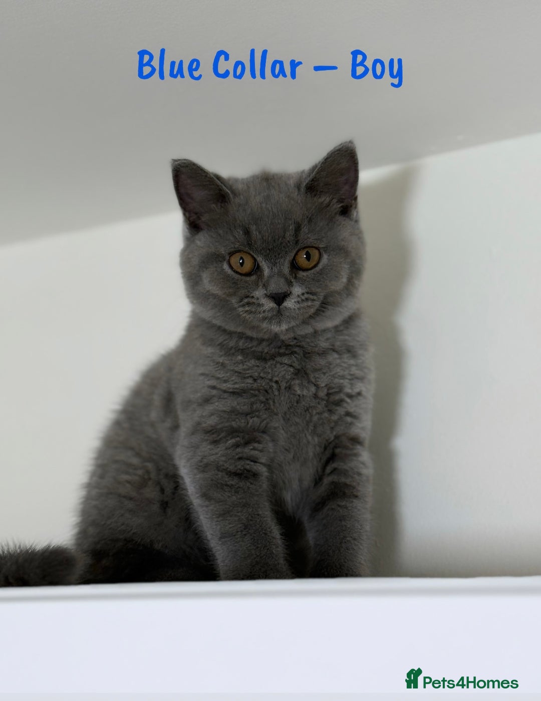 British Shorthair cats for sale: 🐾 Champion Line Blue BSH Kittens GCCF Active 🐾  - Image 14