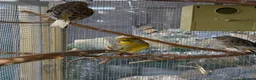Canaries birds for sale: Gloster Canaries  in Daventry - Advert 3