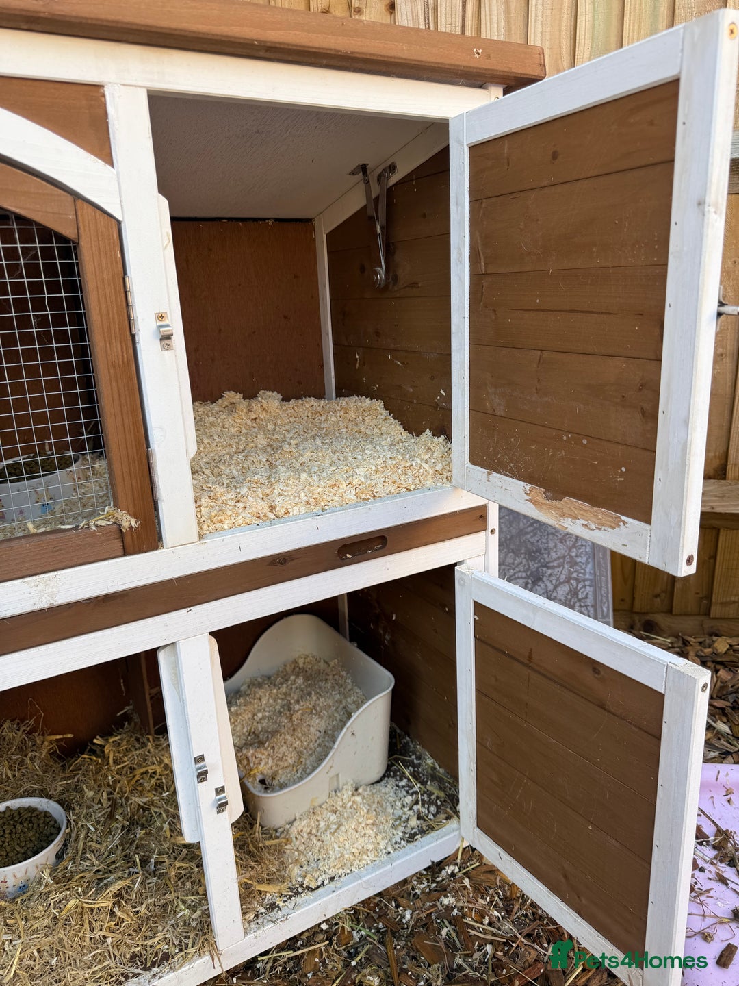 English rabbits for sale: 2 x Rabbits - Advert 9