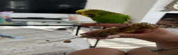 Budgerigars birds for sale: Budgies in Peacehaven - Advert 4