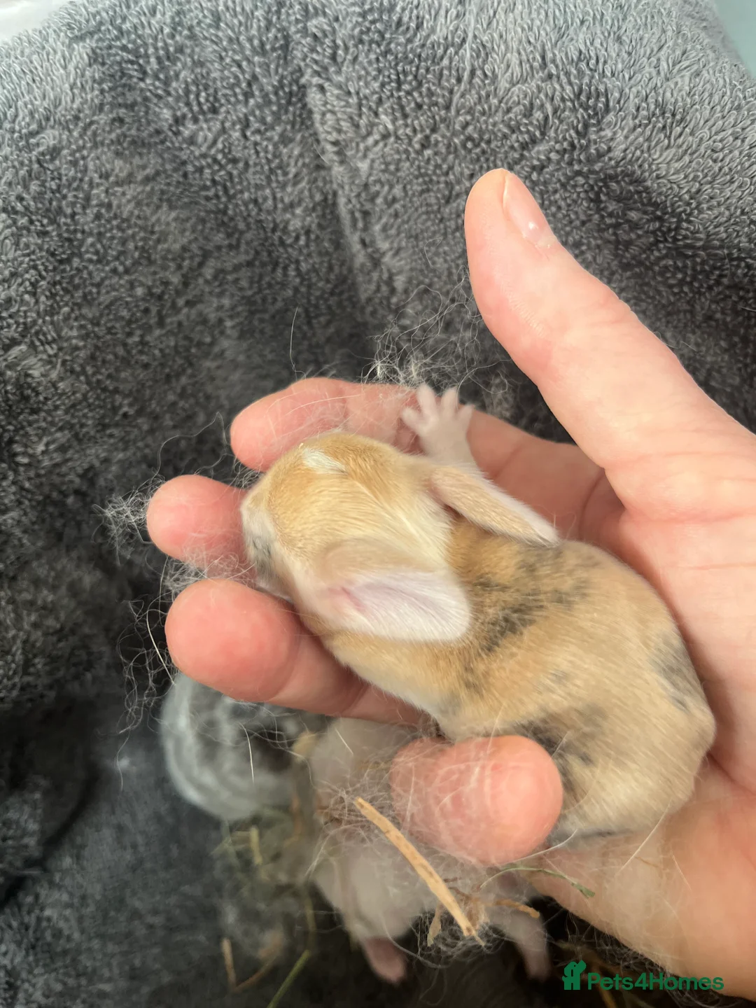 Mini Lop rabbits for sale: Gorgeous Mini Lops - Advert 17