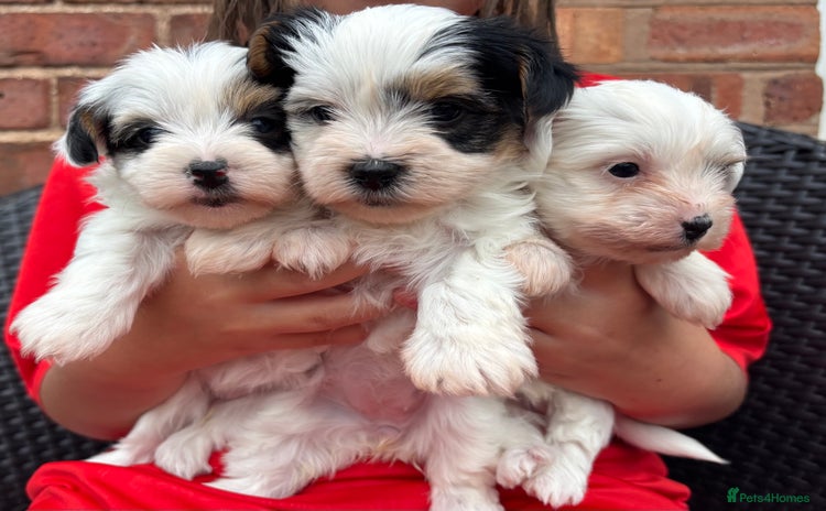 Biewer Terrier dogs - Advert 1