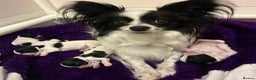 Papillon dogs for sale: Females and Males PureBred Papillon Pups - Advert 5