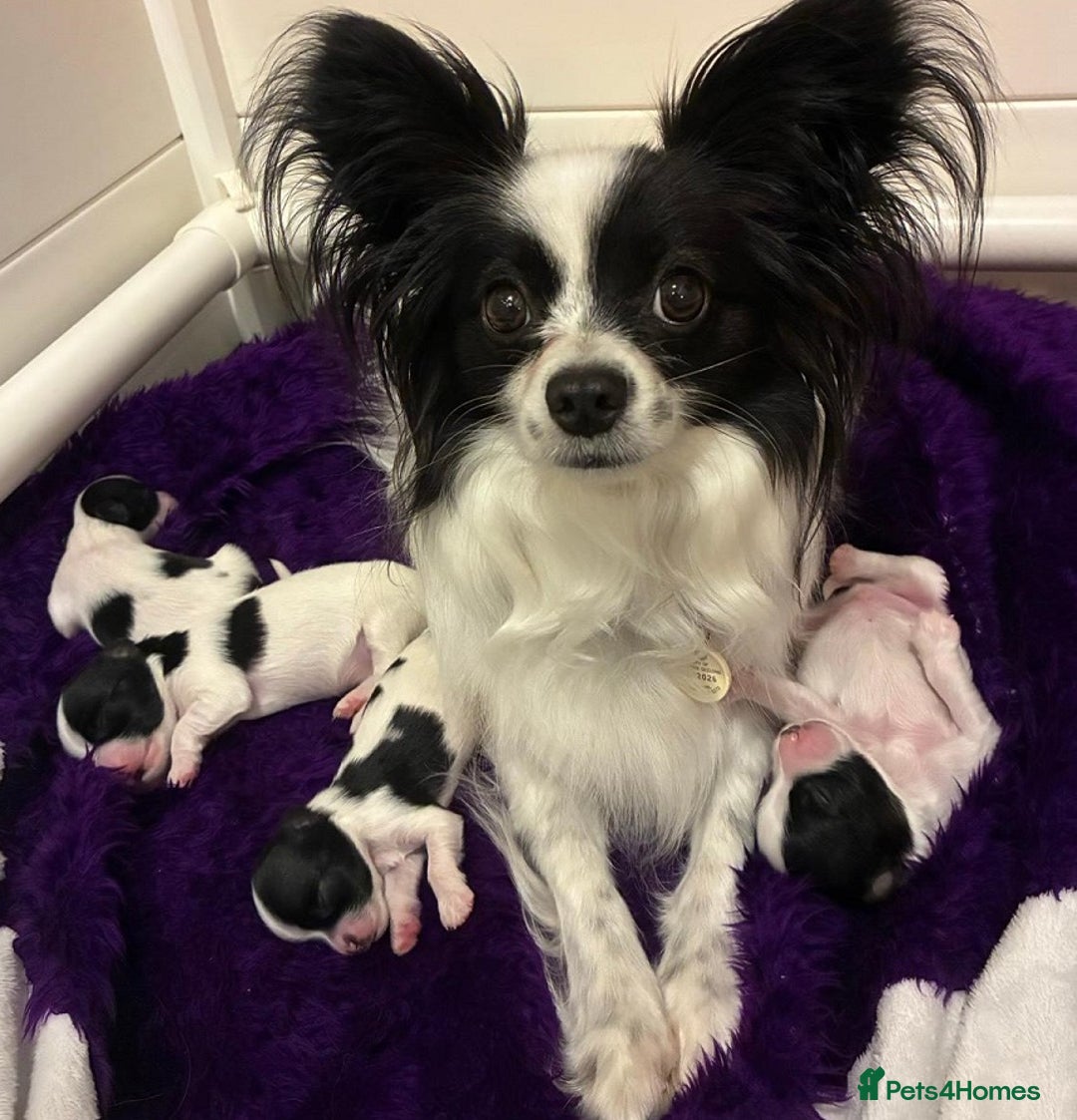 Papillon dogs for sale: Females and Males PureBred Papillon Pups - Advert 5