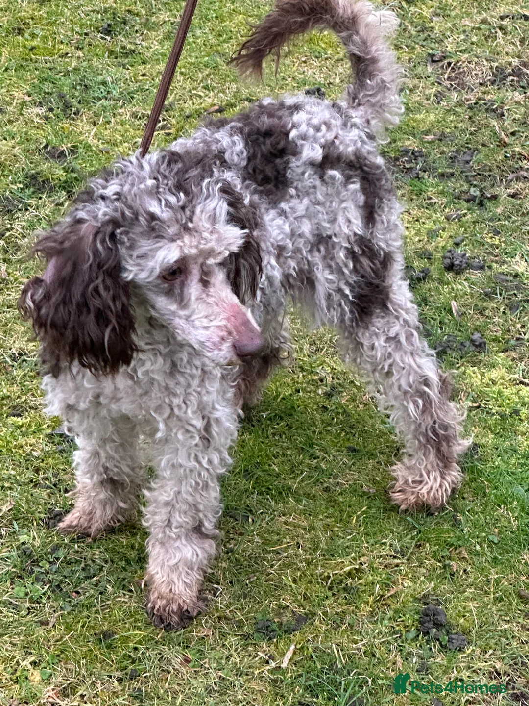 Miniature Poodle dogs for sale: Stunning looking male miniature poodle  - Advert 11