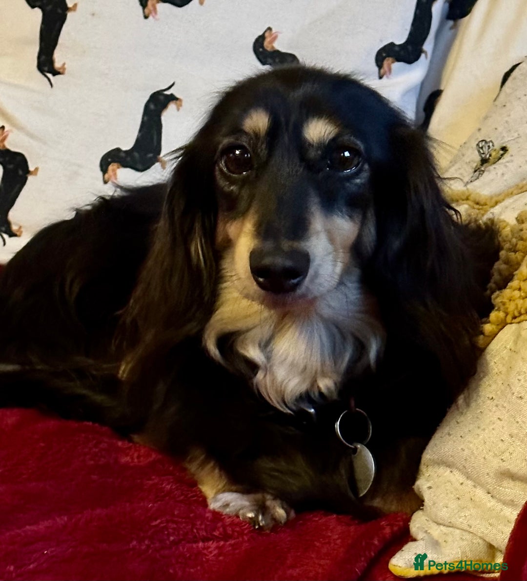 Miniature Dachshund dogs for sale: Beautiful one in a million miniature dachshund  - Image 6